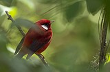 Audubon program explores birding in Mexico