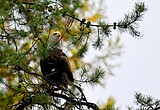 Man sentenced to four years in prison for eagle poaching