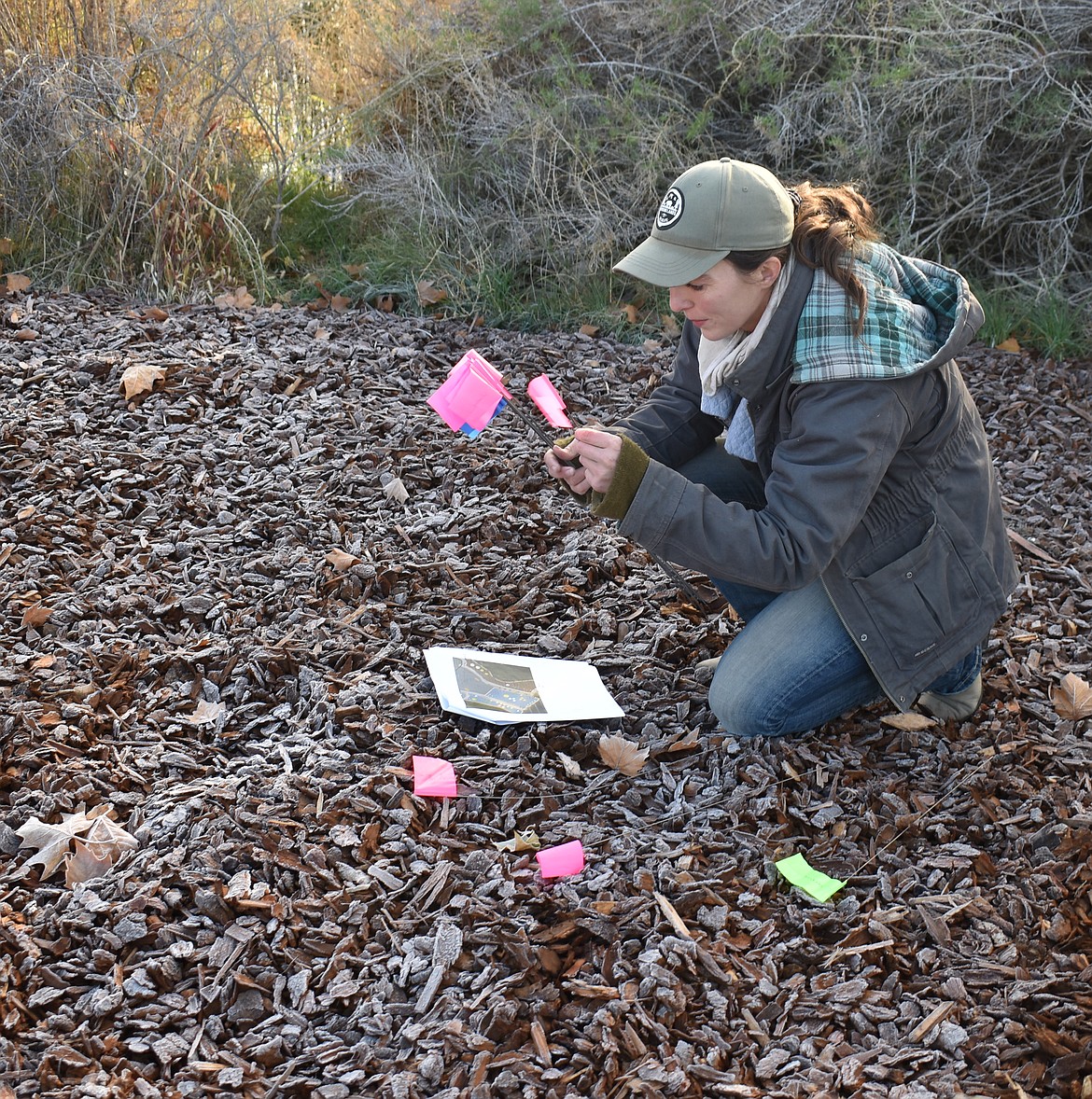 Columbia Basin Conservation District Conservation Biologist Kaley Wisher puts out flags to indicate where plants will go in the riparian section of the native plant garden at Lower Peninsula Park Wednesday morning. The plants in that section use a little more water than those in the desert area, Wisher said, but being native to our shrub-steppe climate, they’re still tough.