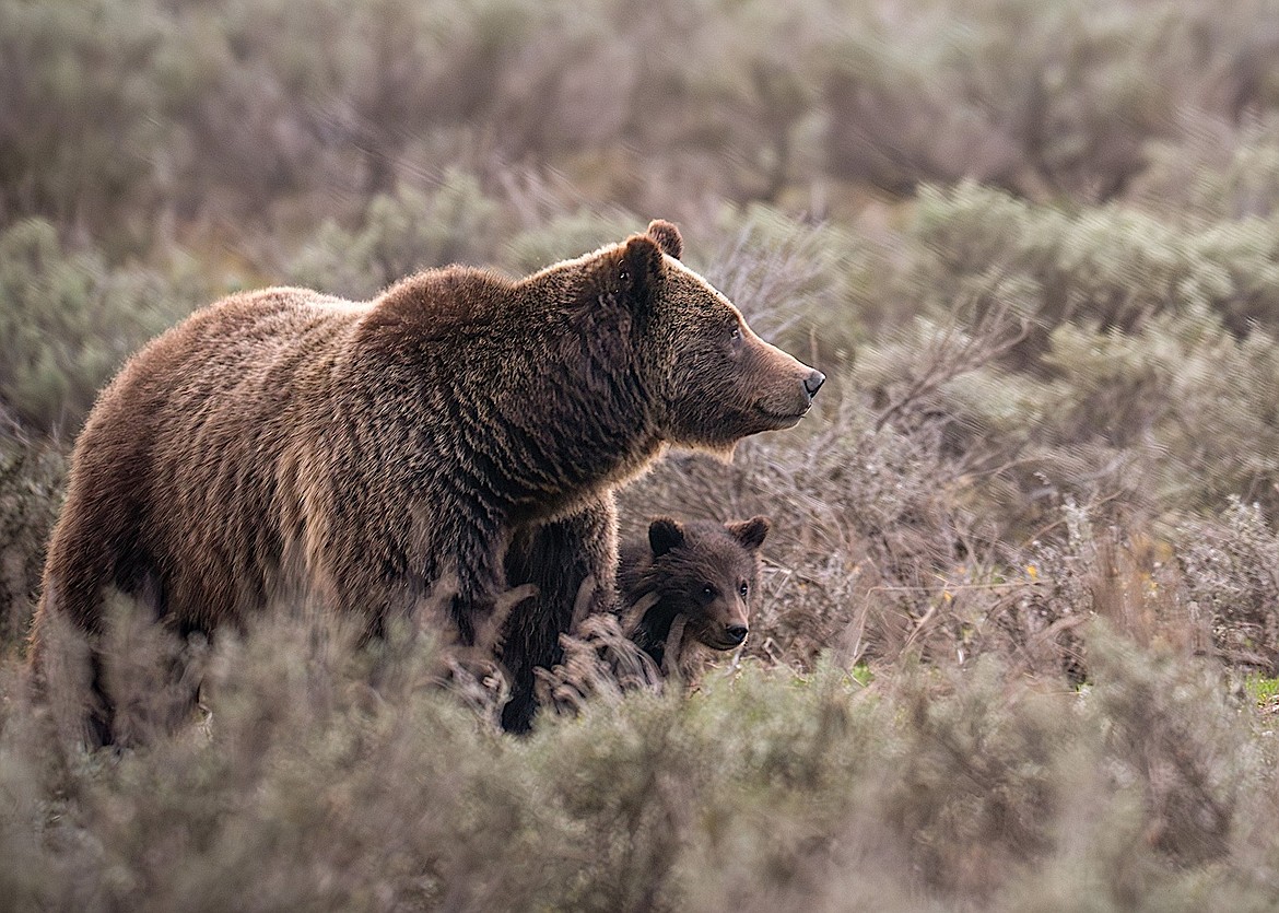 Grizzly bear 399 struck, killed by vehicle in Wyoming