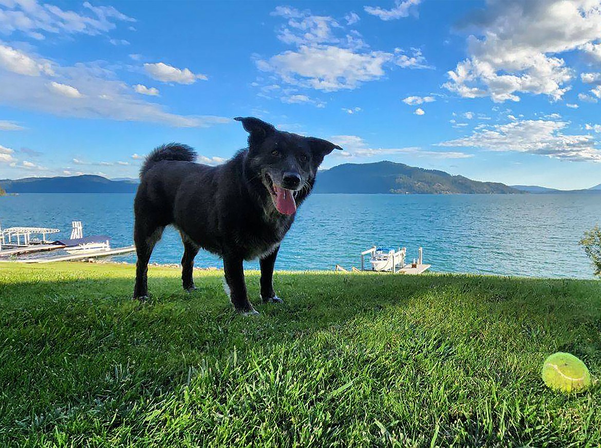 "My favorite picture of my dog Lucy on a perfect day," wrote Loris Michael in sharing this Best Shot. If you have a photo that you took that you would like to see run as a Best Shot or I Took The Bee send it in to the Bonner County Daily Bee, P.O. Box 159, Sandpoint, Idaho, 83864; or drop them off at 310 Church St., Sandpoint. You may also email your pictures to the Bonner County Daily Bee along with your name, caption information, hometown, and phone number to bcdailybee@bonnercountydailybee.com.