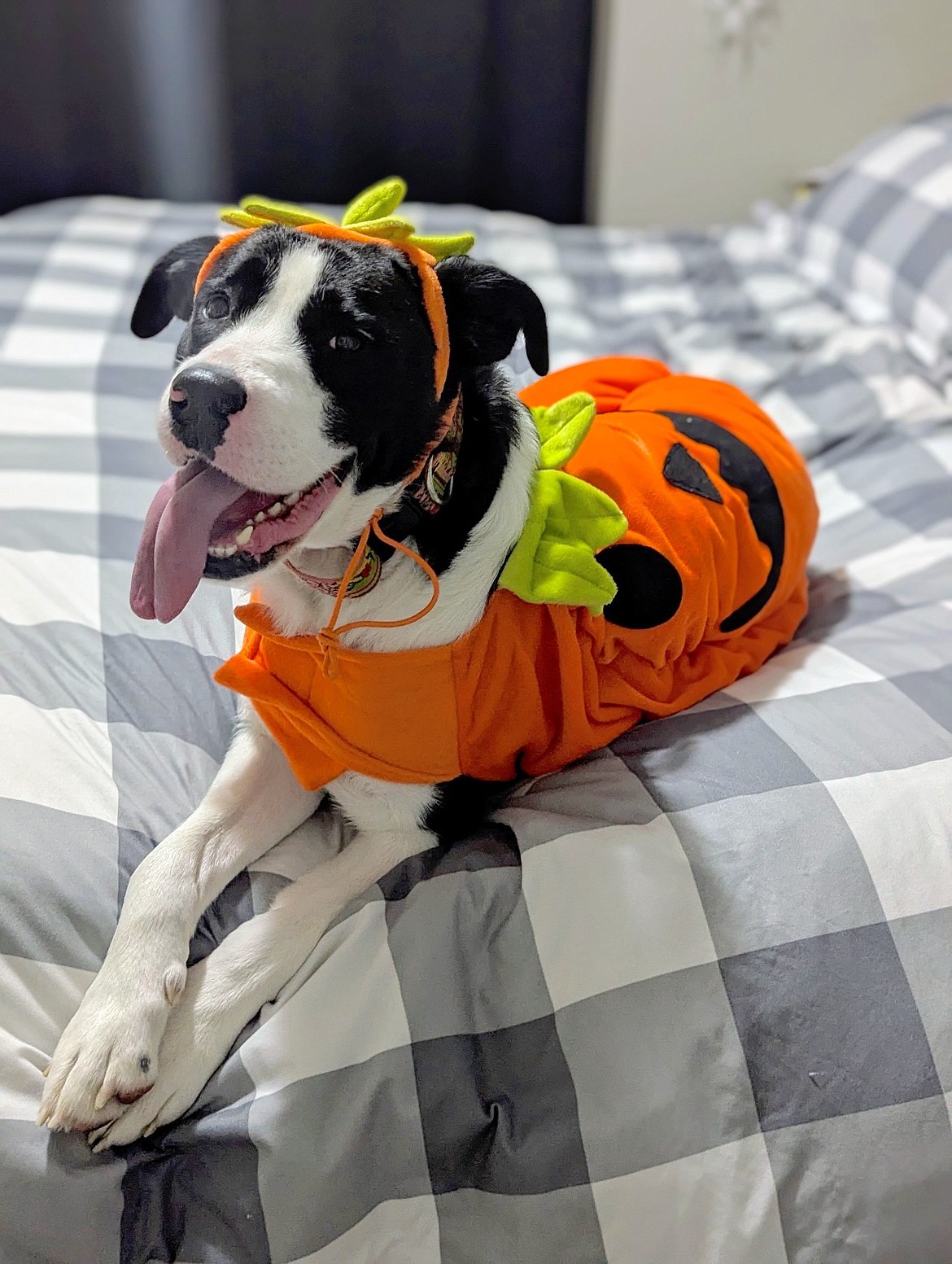 Stella, a young mother, is attired for Halloween. She was recently spayed, which is the best way to prevent the spread of parvo. (Arlee Rehabilitation Center photo)