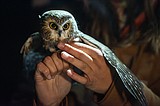 At Flathead Lake Biological Station, owls a subject of research