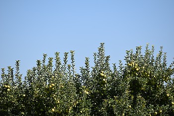 Lead