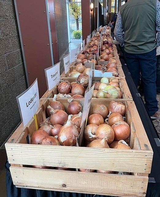 Different types of onions sit displayed for the 2023 Pacific Northwest Vegetable Association Annual Conference and Trade Show. The conference is returning this year on Nov. 13 and 14 in Kennewick, Washington.