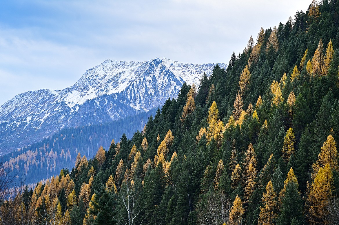 The snow-dusted flank of Mount Penrose is seen behind a larch-covered mountainside along U.S Highway 2. (Casey Kreider/Daily Inter Lake)