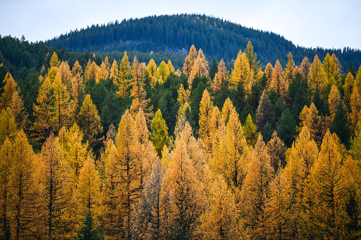 Larches along the Middle Fork Flathead River and U.S. Highway 2. (Casey Kreider/Daily Inter Lake)