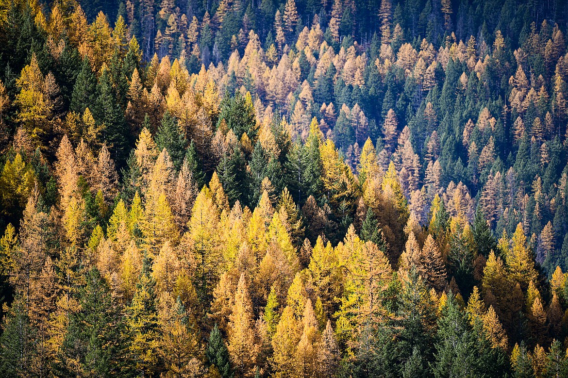 Larches color a mountainside over the Middle Fork Flathead River. (Casey Kreider/Daily Inter Lake)