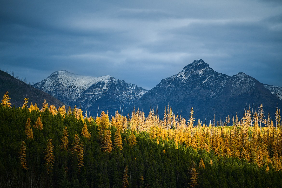 Larches color a hillside above the Middle Fork Flathead River in John F. Stevens Canyon. (Casey Kreider/Daily Inter Lake)