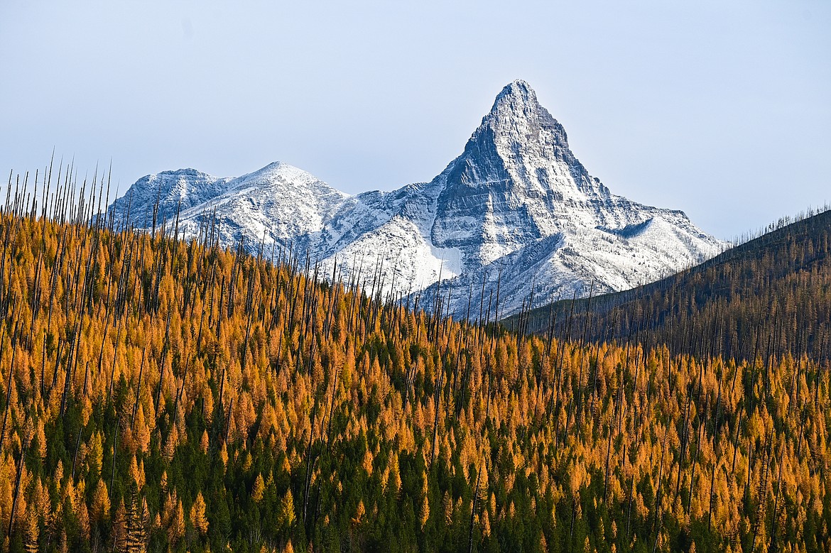 The snow-dusted peak of Glacier National Park's Mount Saint Nicholas rises behind a larch-covered hillside along U.S. Highway 2 on Wednesday, Oct. 23. (Casey Kreider/Daily Inter Lake)