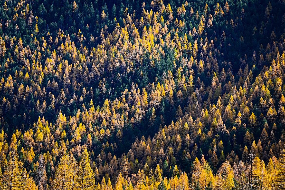 Larches color a mountainside in John F. Stevens Canyon along U.S. Highway 2 on Wednesday, Oct. 23. (Casey Kreider/Daily Inter Lake)