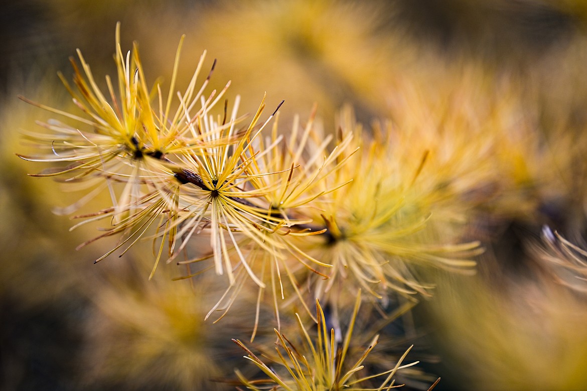 Larch needles along the Middle Fork Flathead River and U.S. Highway 2. (Casey Kreider/Daily Inter Lake)