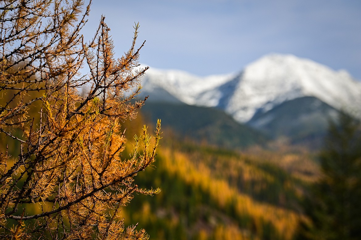 Larches color a hillside above the Middle Fork Flathead River in John F. Stevens Canyon. (Casey Kreider/Daily Inter Lake)