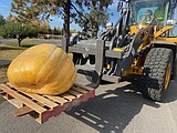 Giant pumpkin's weight, contest winner announced in Post Falls
