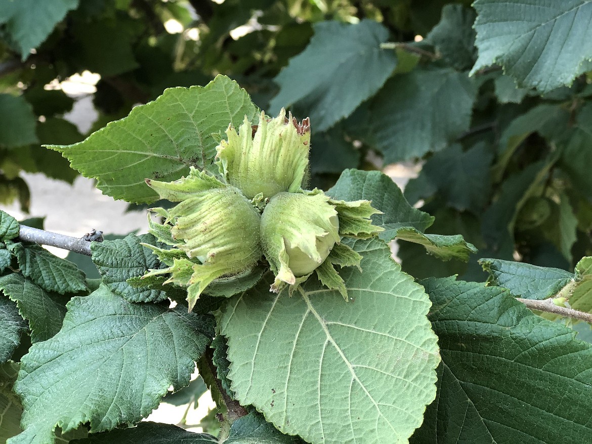 A photo of a blooming hazelnut plant.