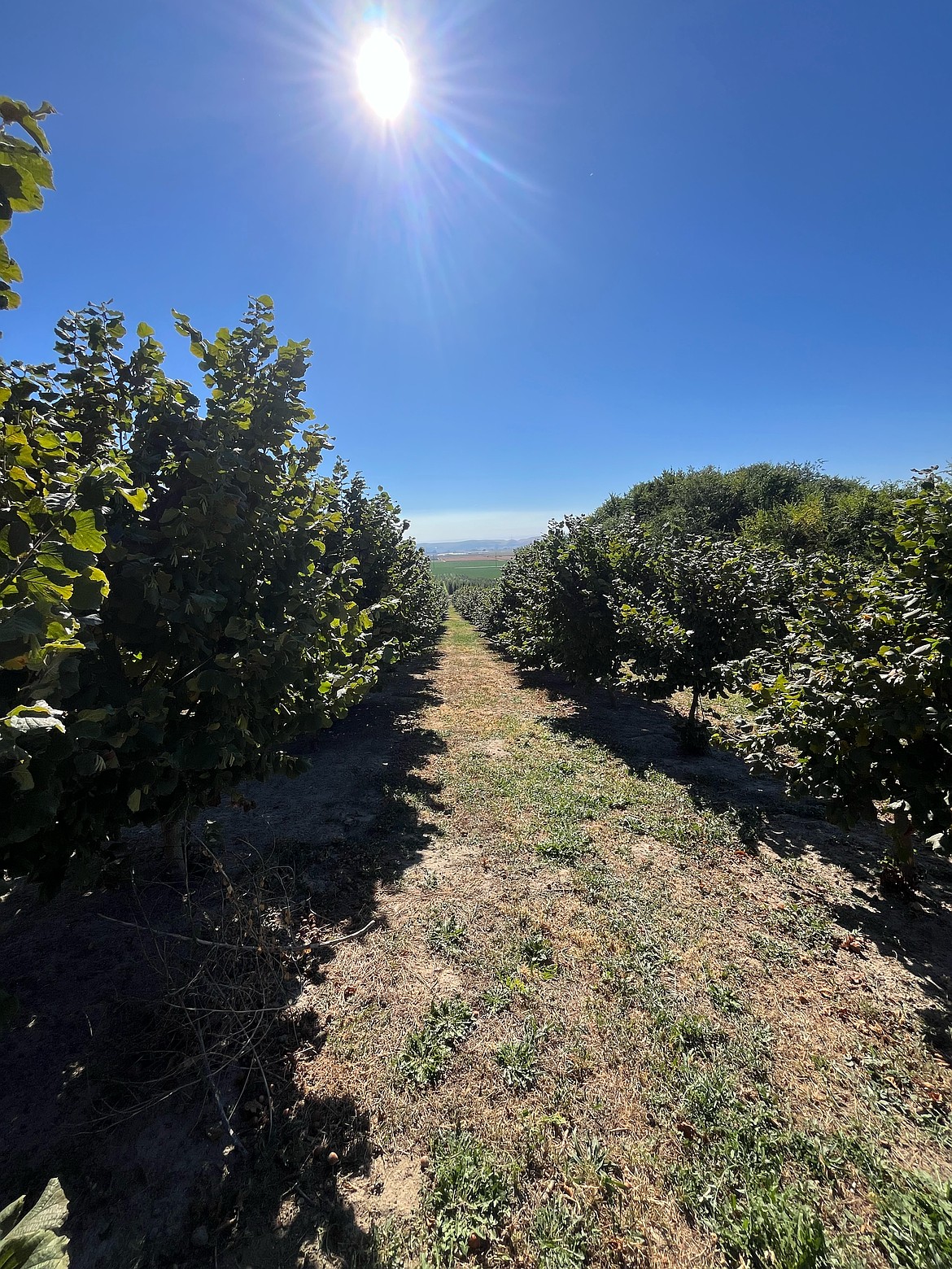 A photo of Eastern Washington Hazelnut Association Vice President Jim Canaday’s hazelnut trees. There are around 400 to 500 acres of hazelnuts grown in Eastern Washington this year, according to Canaday.