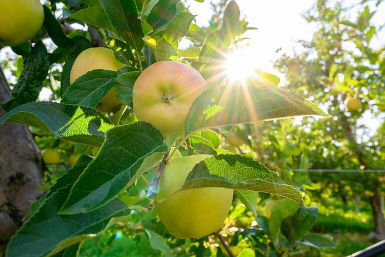 Apple varieties grow in an orchard seving wsu’s wenatchee tree fruit research and extension center.