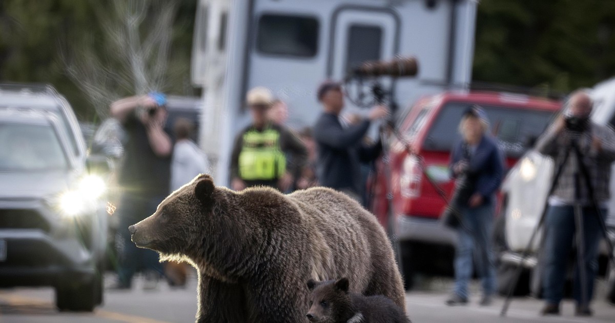 Vigil set for Grizzly No. 399, the beloved Grand Teton bear who was