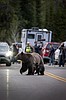 Vigil set for Grizzly No. 399, the beloved Grand Teton bear who was killed by a vehicle