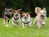 Hormone hassle: Managing Addison's disease in pets
