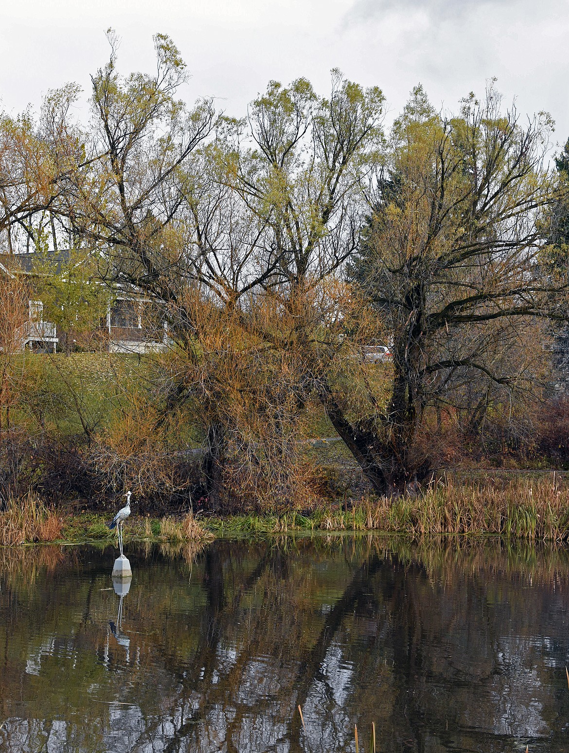 Willow trees at Riverside Pond on Nov. 5. (Kelsey Evans/Whitefish Pilot)