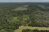 Deforestation in Brazil's Amazon drops by nearly 31% compared to previous year