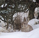 Fish and Wildlife to use drones to monitor pygmy rabbits