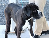 Woman charged with animal cruelty