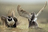 Biden administration to restrict drilling, renewables in the US West to help struggling bird