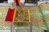 California farmers enjoy pistachio boom, with much of it headed to China