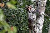 24 more monkeys that escaped from a South Carolina lab are recovered unharmed