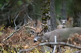 Hunting success up over last year