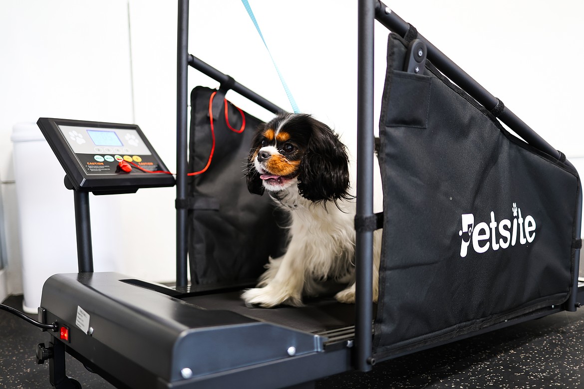 A dog runs on a treadmill inside Petite Paws Resort.