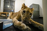 A lion cub evacuated from Lebanon to a South African sanctuary escapes airstrikes and abuse