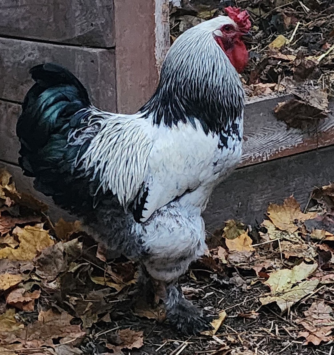 Kandi Holt says her "support rooster" Elvis helps kids dealing with trauma; neighbors say he's noisy. (Berl Tiskus/Leader)