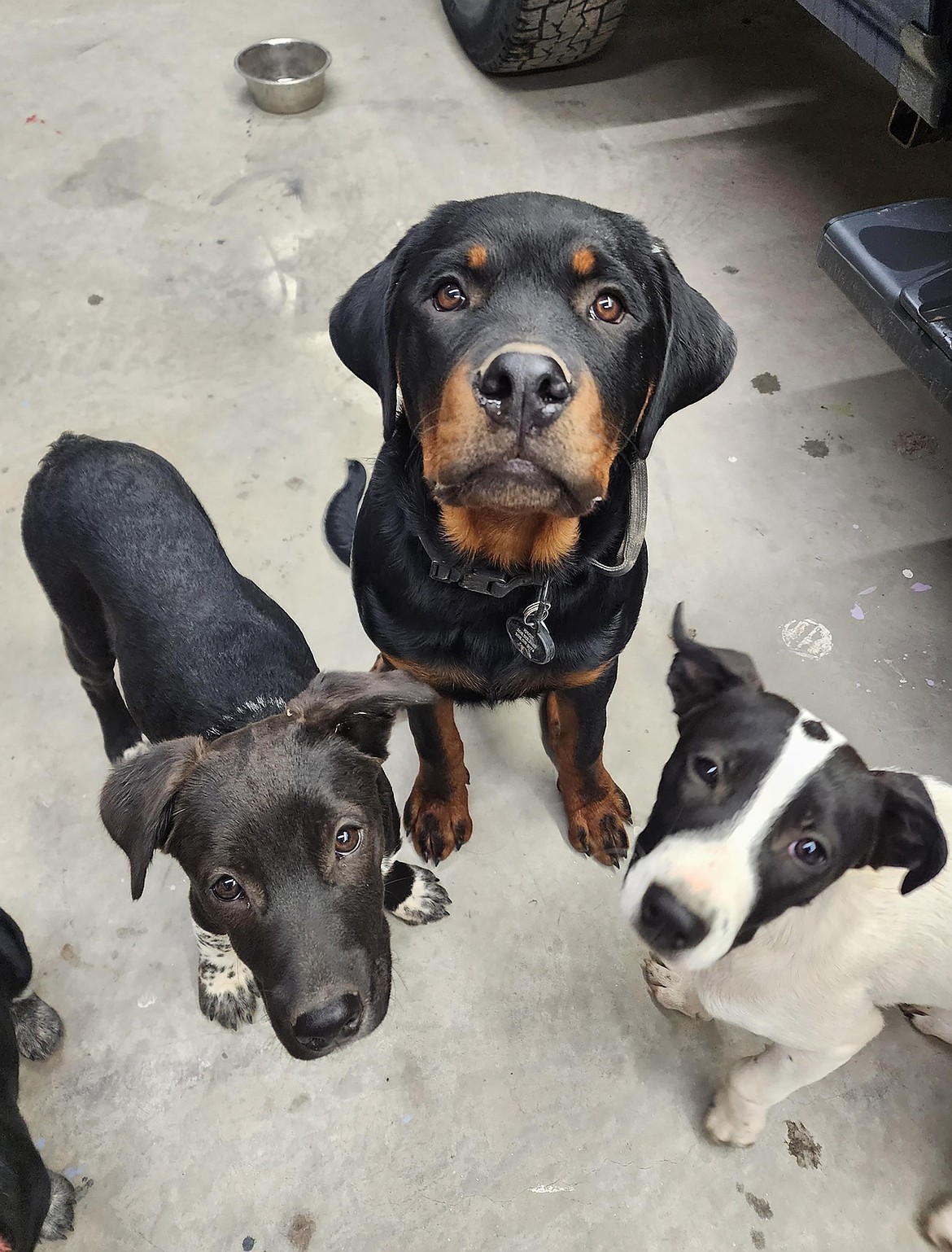 Rachael Kariann shared this Best Shot of a trio of pups giving a hopeful look to the camera. If you have a photo that you took that you would like to see run as a Best Shot or I Took The Bee send it in to the Bonner County Daily Bee, P.O. Box 159, Sandpoint, Idaho, 83864; or drop them off at 310 Church St., Sandpoint. You may also email your pictures to the Bonner County Daily Bee along with your name, caption information, hometown, and phone number to bcdailybee@bonnercountydailybee.com.