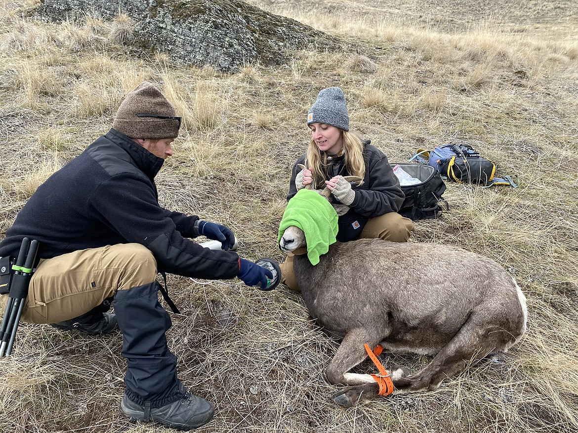 Field researchers blindfold a bighorn sheep for to study and tag it during a winter capture in 2023. (Photo courtesy of Colton Padilla)