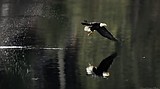Eagle count soars