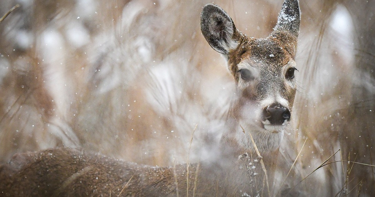 New laws beef up Montana's wildlife crossings