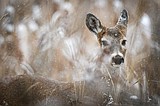 New laws beef up Montana's wildlife crossings