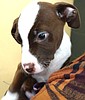 Puppies dumped at Hayden animal shelter