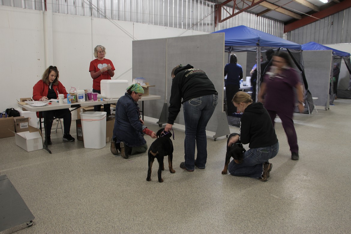 Area residents take part in a Better Together Animal Alliance vaccination and microchipping event at the Carousel Fun Fair. The animal alliance was one of almost three dozen nonprofits which took part in the Saturday event.