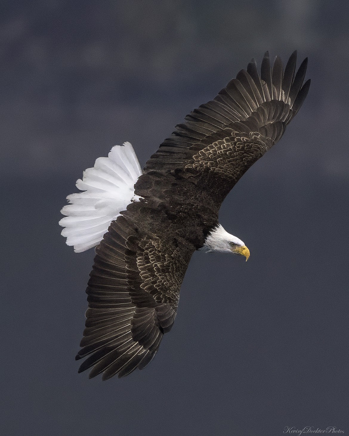 A bald eagle soars near Higgens Point in this recent photo.