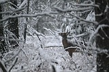 General hunting season better than last year