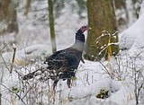 Gobble Gobble: Did you know you wild turkeys can fly up to 60 mph? This and other cool facts about America's coveted bird