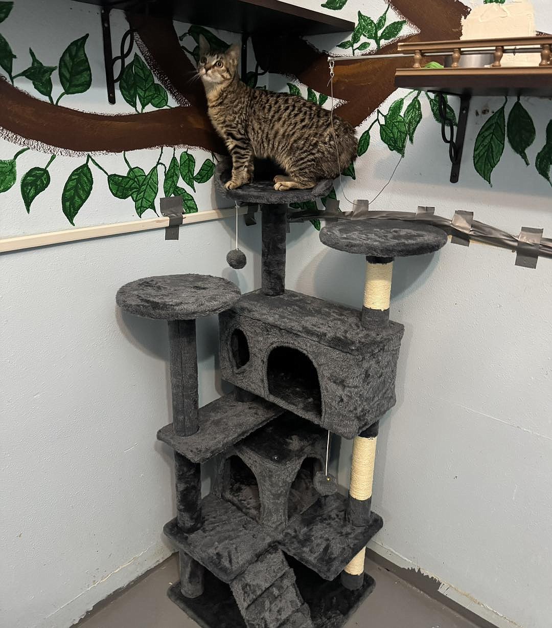 Spring, one of the cats at the Grant County Animal Outreach shelter, plays on the new cat tree donated to the shelter.