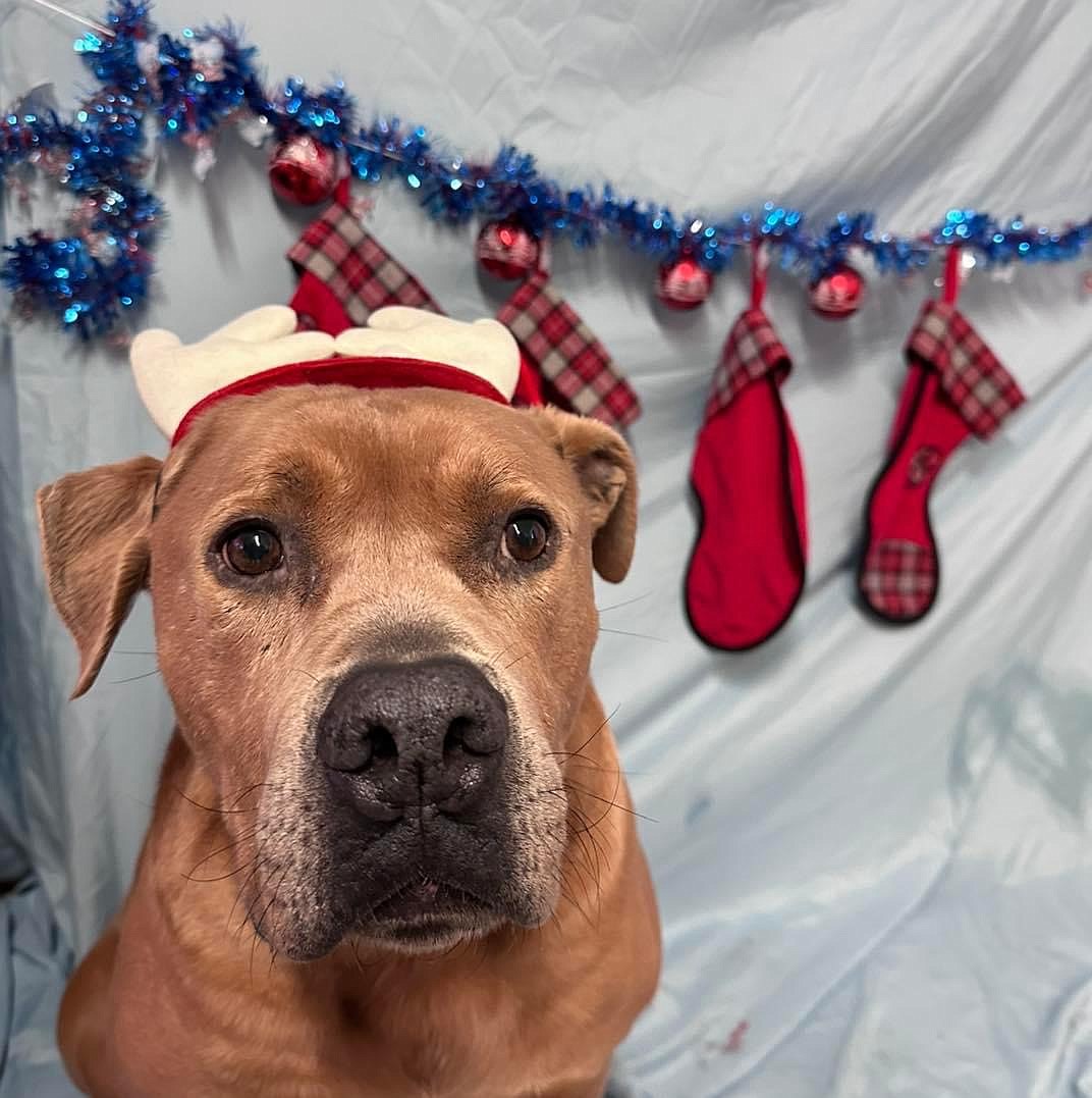 Grant County Animal Outreach has a bunch of cute pets up for adoption – including Franklyn who is featured in the photo. GCAO administrators are asking people who might be interested in a cat or dog to email them at theGCAO@gmail.com, call 509-761-9616 or stop by at 6725 Randolph Road Northeast to meet furry friends looking for their fur-ever home.