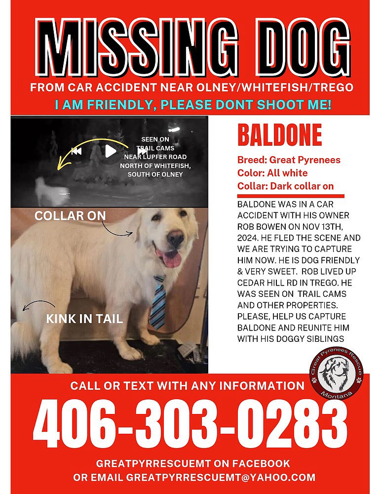 A flyer currently being distributed to help finding the missing Great Pyrenees, Baldone. He was last seen in the Lupfer Meadows area and near Martin Camp Road.