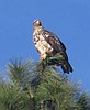 On the wing of an eagle