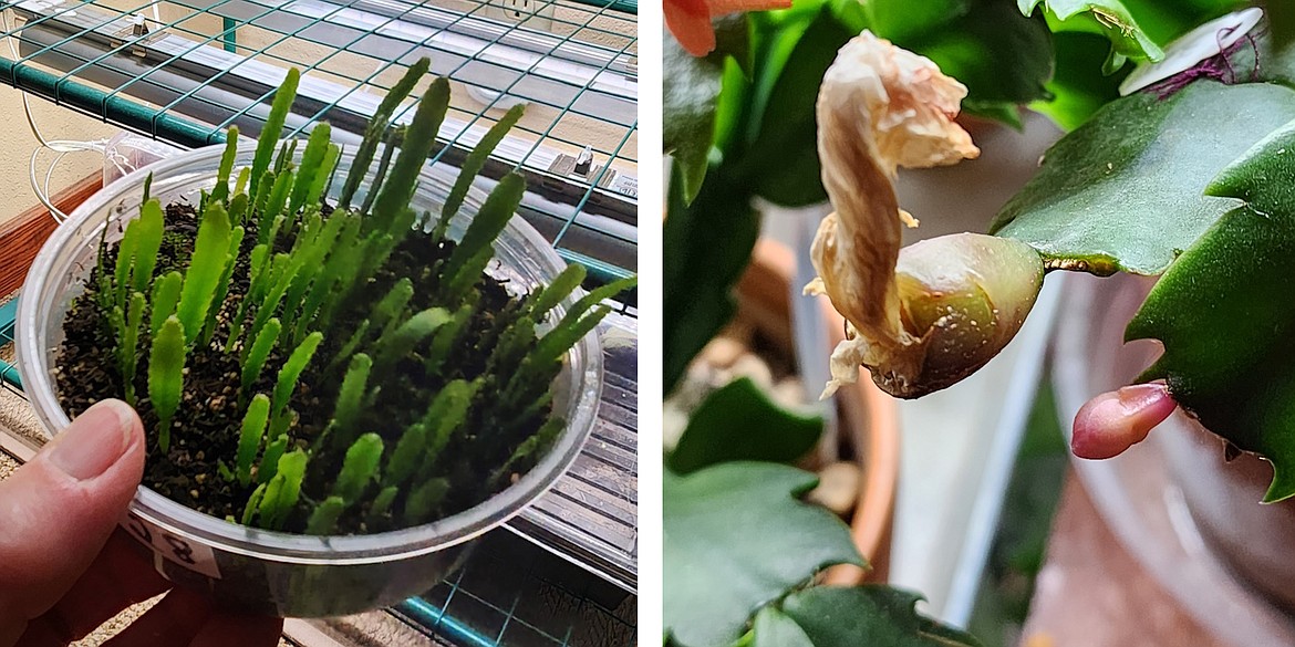 These Thanksgiving cacti seedlings are from seeds Brenda collected after cross-pollinating her plants with a Q-tip. If pollination occurs, a seed pod will form below the spent flower.